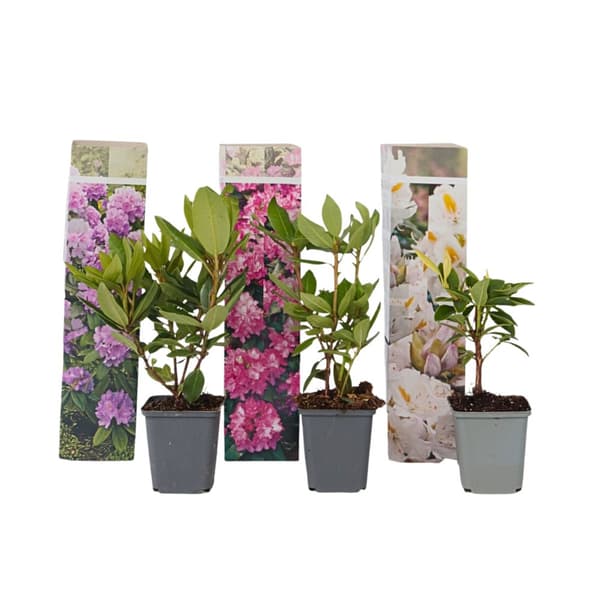 Rhododendronbusk - Sæt med 3 - Rhododendron catawbiense - Højde 25-40cm - ⌀9cm Rhododendronbusk - Sæt med 3 - Rhododendron catawbiense - Højde 25-40cm - ⌀9cm