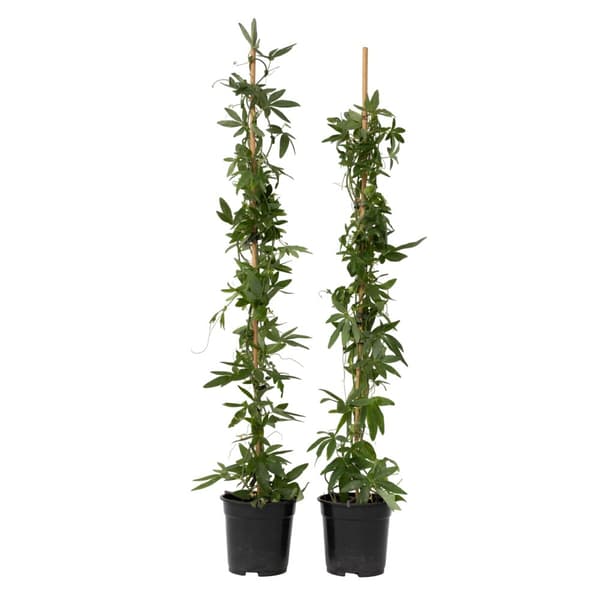 Blå passionsblomst - Sæt med 2 - Passiflora 'Elliott' - Højde 110-120cm - ⌀17cm