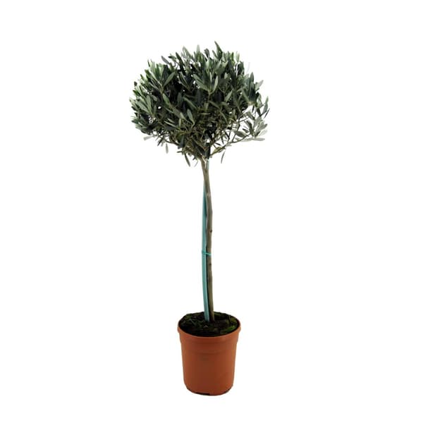 Oliventræ - Olea europaea - Højde 155-170cm - ⌀19cm
