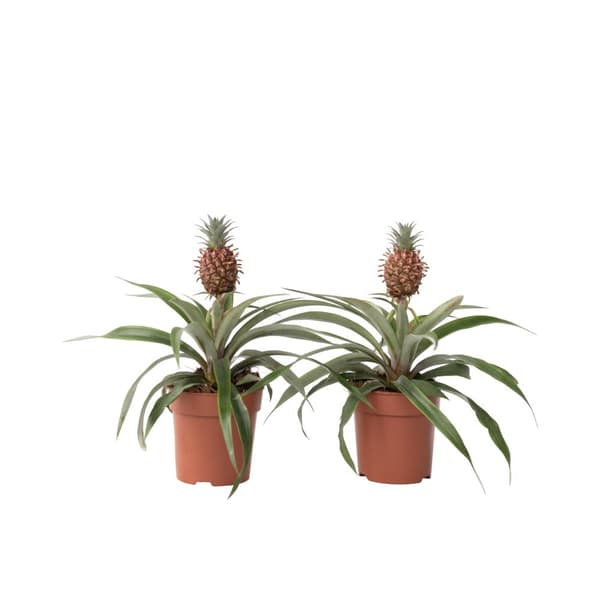 Ananasplante - Sæt med 2 - Ananas comosus 'Mi Amigo' - Højde 35-45cm - ⌀12cm