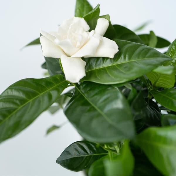 Gardenia - Sæt med 2 - Gardenia jasminoides - Højde 20-30cm - ⌀13cm