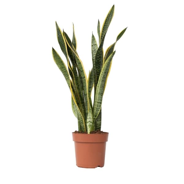 Bajonetplante - Sansevieria trifasciata Laurentii - Højde 65-75cm - ⌀21cm Bajonetplante - Sansevieria trifasciata Laurentii - Højde 65-75cm - ⌀21cm
