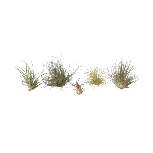Luftplanter - Sæt med 6 - Tillandsia - Højde 5-15cm - ⌀5cm