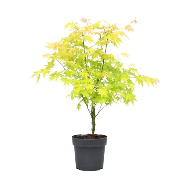 Japansk ahorn - Acer palmatum 'Orange Dream' - Højde 60-70cm - ⌀19cm