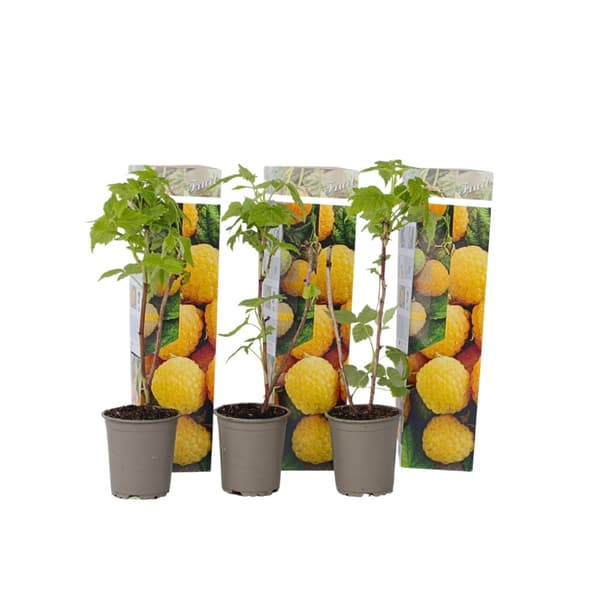 Kompakt sommerhindbær - Sæt 3 - Rubus idaeus 'Fallgold' - Højde 25-40cm - ⌀9cm Kompakt sommerhindbær - Sæt 3 - Rubus idaeus 'Fallgold' - Højde 25-40cm - ⌀9cm