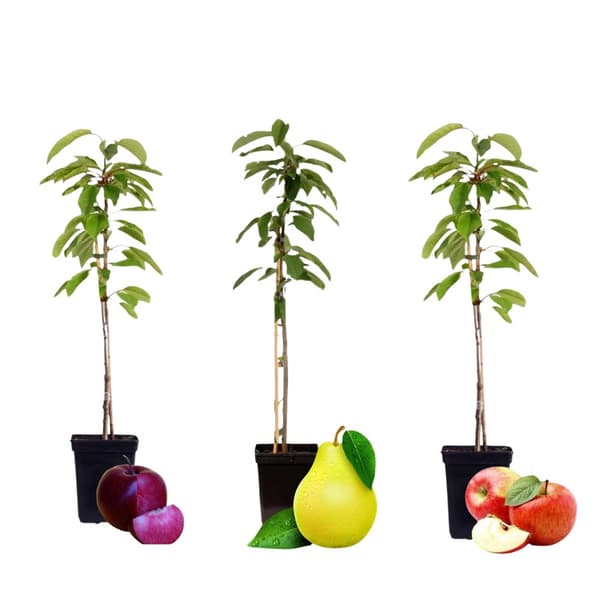 Frugtsøjler - Sæt med 3 - Æble, pære - Højde 60-70cm - ⌀9cm