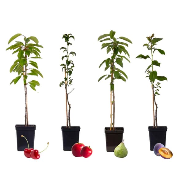 Frugttræblanding - Sæt med 4 - Malus, Pryus, Prunus - Højde 60-70cm - ⌀9cm