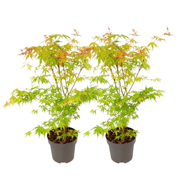 Japansk ahorn - Sæt med 2 - Acer palmatum 'Katsura' - Højde 60-70cm - ⌀19cm