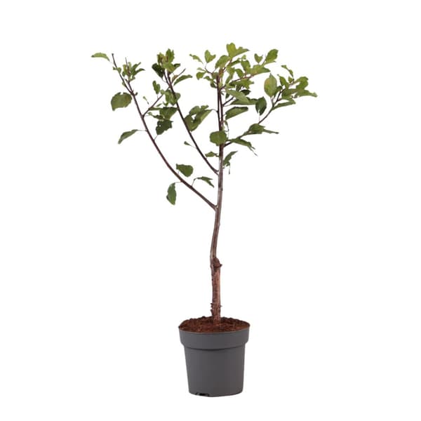 Blommetræ - Prunus domestica 'Opal' - Højde 90-100cm - ⌀21cm